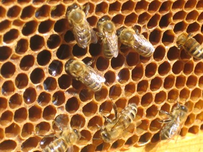 bienen01