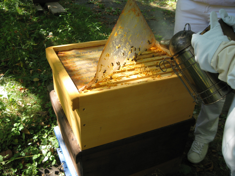 bienen13